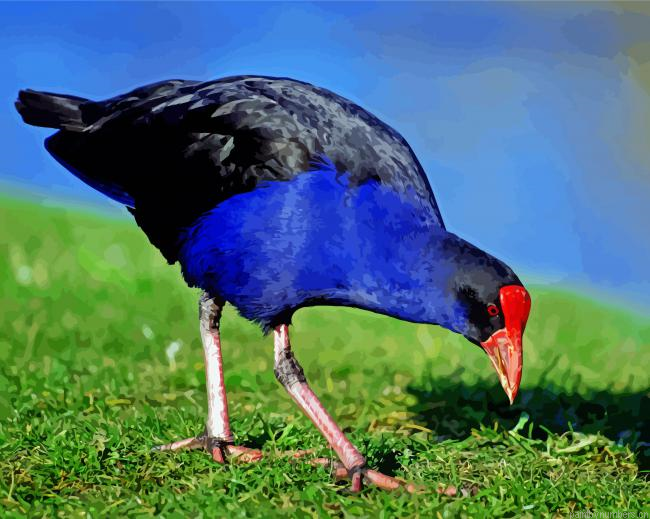 Aesthetic Pukeko Painting By Numberss.png