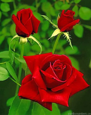 Aesthetic Red Roses Painting By Numbers.png
