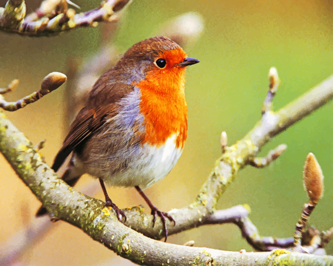 Aesthetic Robin Bird Painting By Numberss.png