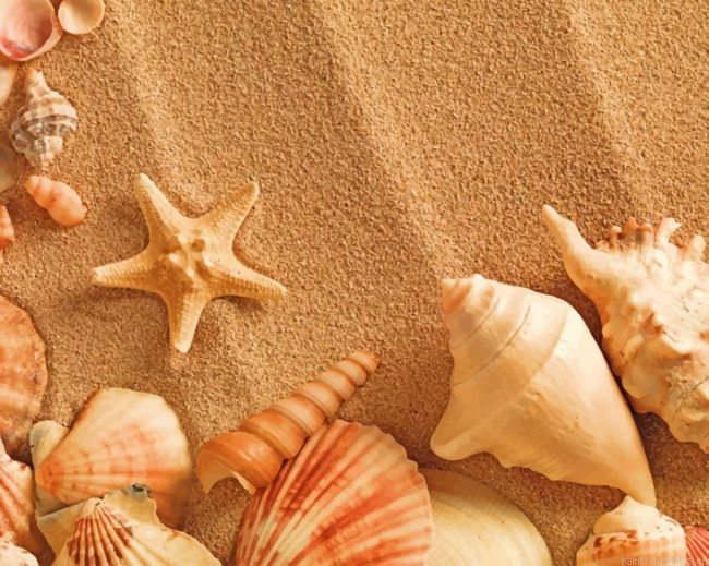 Aesthetic Seashell Painting By Numberss.png