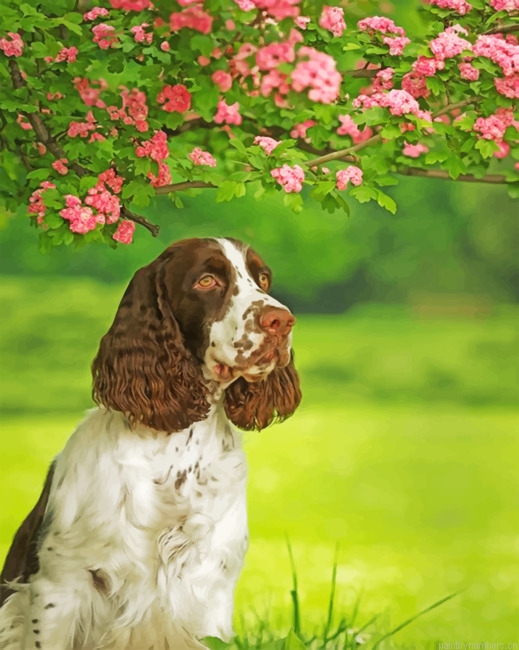 Aesthetic Springer Spaniel Painting By Numberss.png
