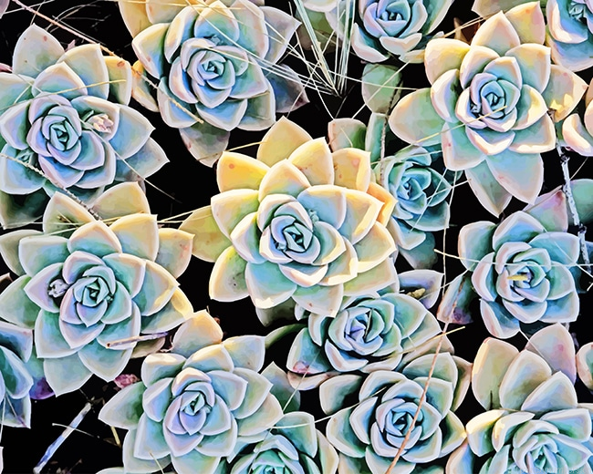 Aesthetic Succulents Plants Painting By Numbers.png
