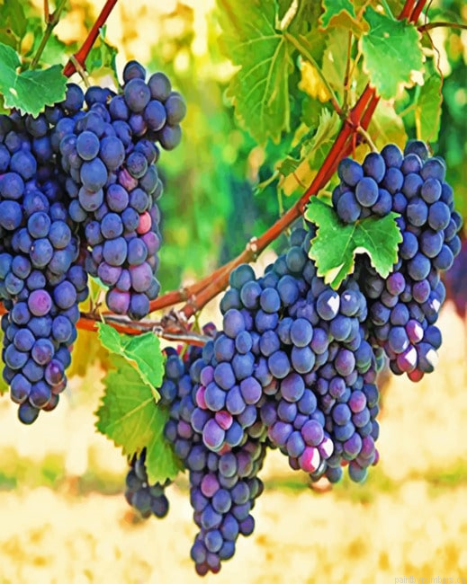 Aesthetic Vineyard Painting By Numbers.png