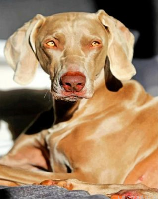 Aesthetic Weimaraner Painting By Numbers.png