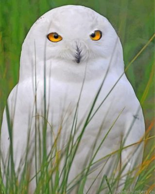 Aesthetic White Owl Painting By Numbers.png