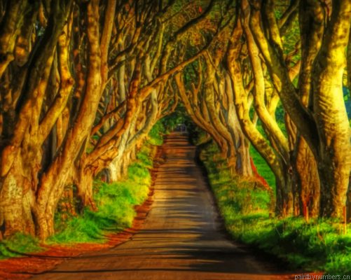 Aesthetic Woodland Painting By Numbers.png