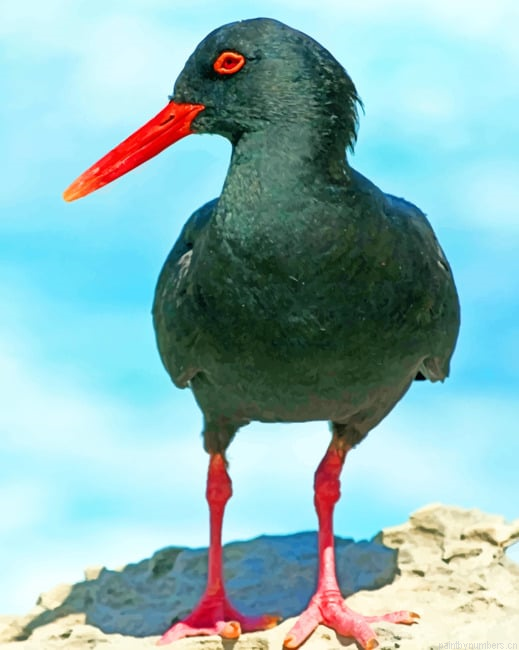 African Black Oystercatcher Birds Painting By Numberss.png