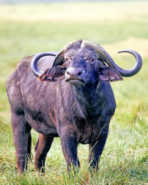 African Buffalo Animal Painting By Numberss.png