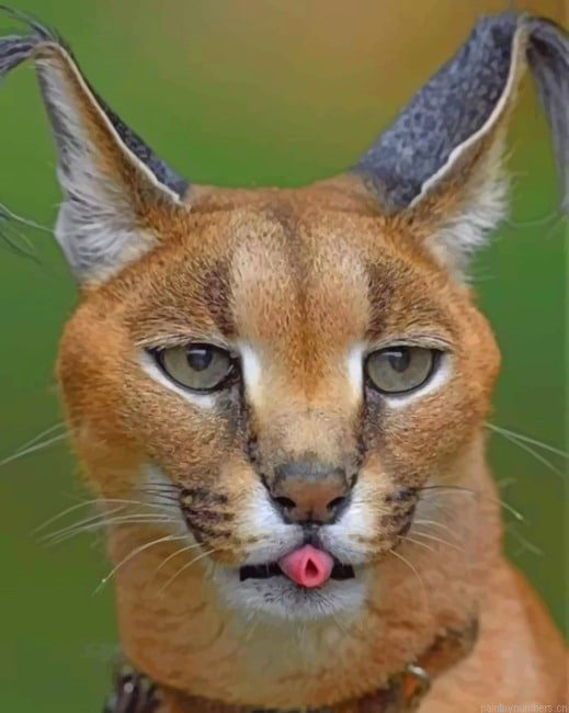 African Caracal Animals Painting By Numberss.png