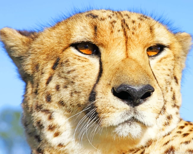 African Cheetah Animal Painting By Numberss.png