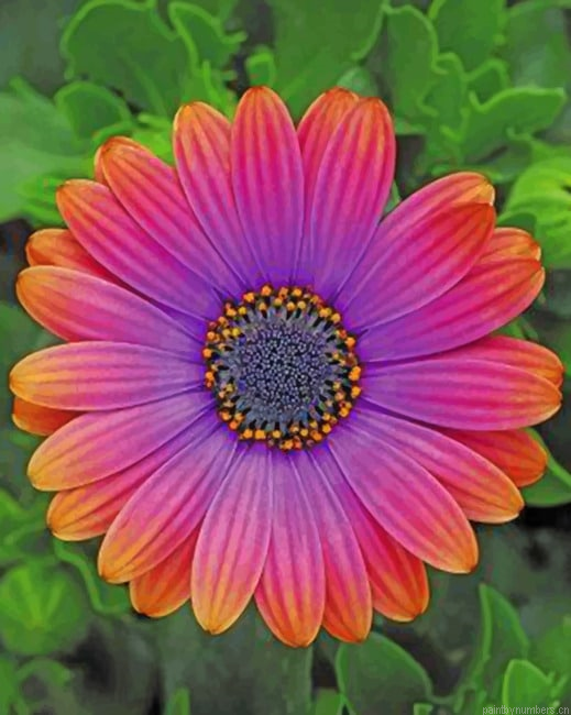 African Daisy Flower Painting By Numberss.png