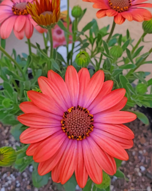 African Daisy Flowers Painting By Numberss.png
