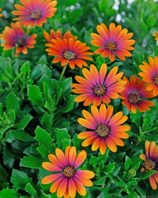 African Daisy Purple Sun Plants Painting By Numbers.png