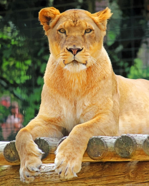 African Female Lion Animals Painting By Numberss.png