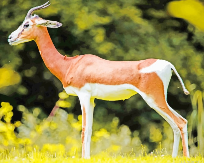 African Gazelle Animal Painting By Numberss.png