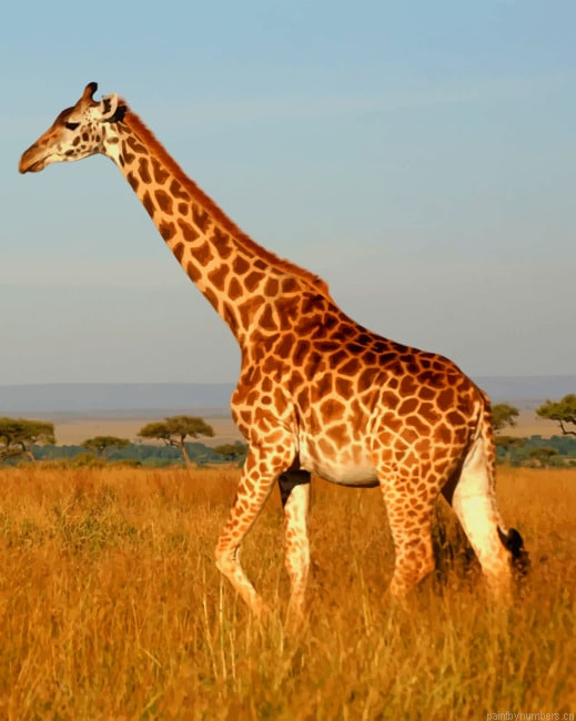 African Giraffe Animals Painting By Numberss.png
