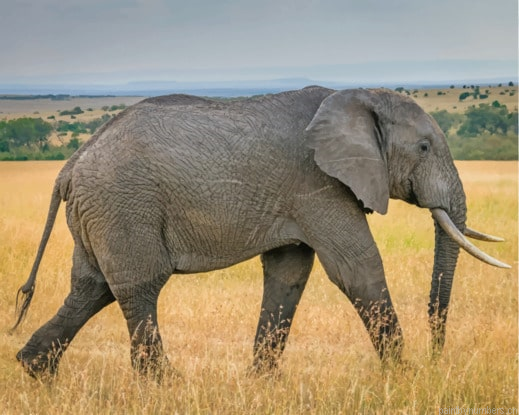 African Grey Elephant In Nature Animals Painting By Numberss.png