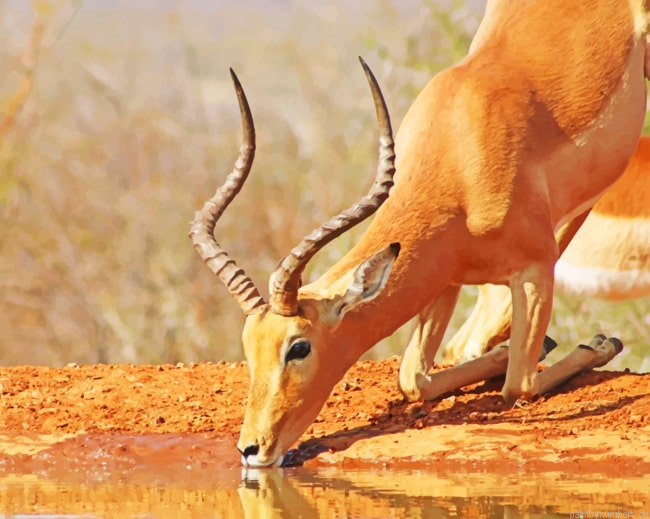 African Impala Drinking Water Animals Painting By Numberss.png