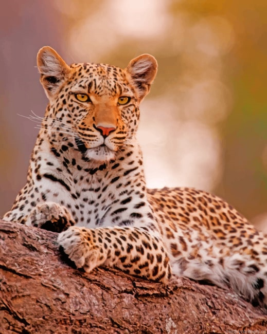 African Leopard Animals Painting By Numberss.png