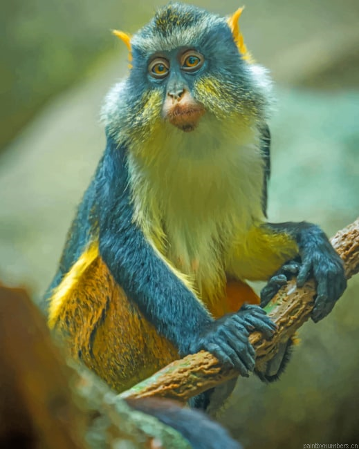 African Monkey Animals Painting By Numberss.png