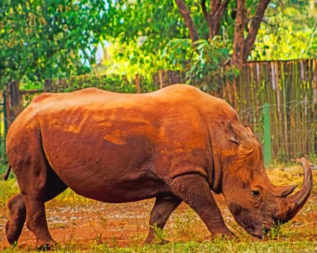 African Rhinoceros Animals Painting By Numberss.png