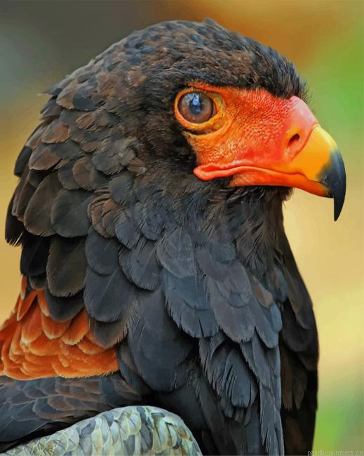 African Short Tailed Eagle Birds Painting By Numberss.png