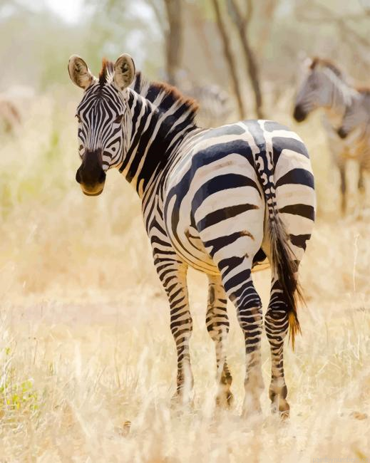 African Zebra Animals Painting By Numberss.png