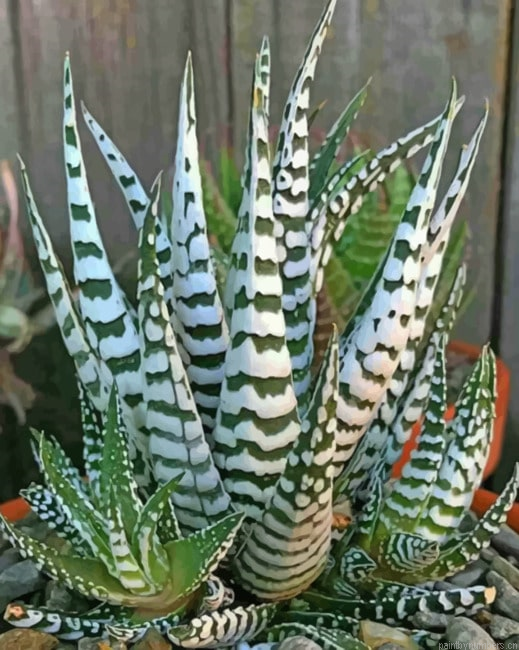 Agave Plant Painting By Numberss.png