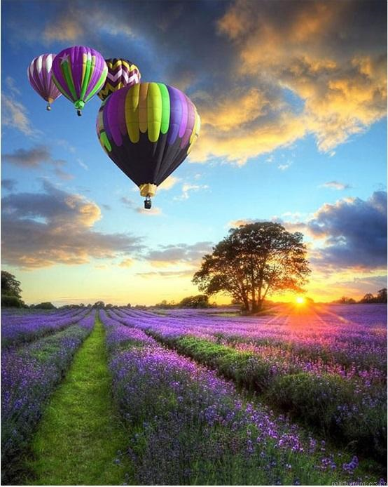 Air Balloon Lavender Field Painting By Numbers.png