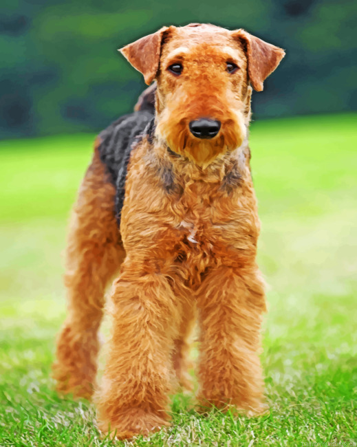 Airedale Terrier Painting By Numbers.png