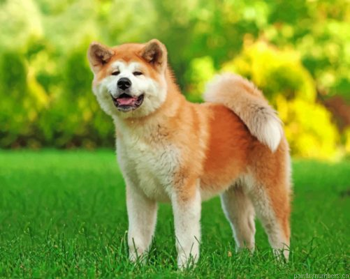 Akita Dog Painting By Numbers.png