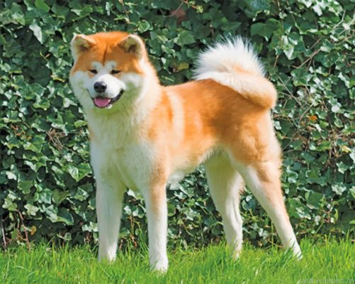 Akita Japanese Dog Painting By Numbers.png