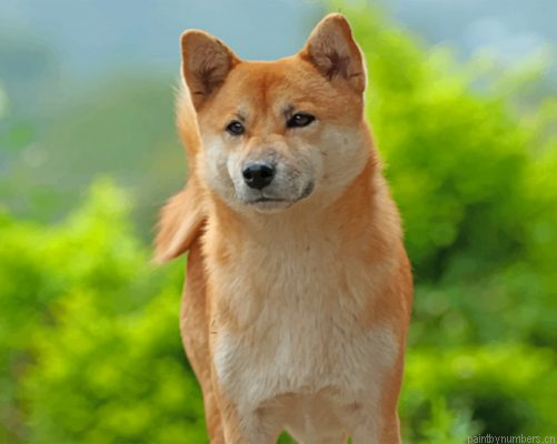Akita Pet Painting By Numbers.png