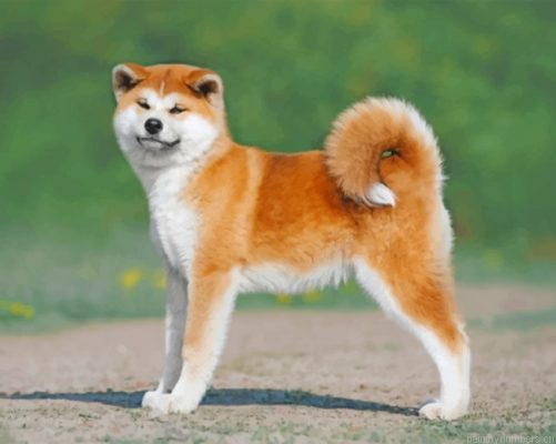 Akita Puppy Painting By Numbers.png