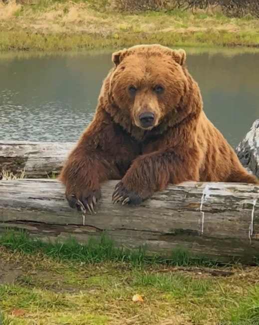 Alaskan Brown Bear Animals Painting By Numberss.png