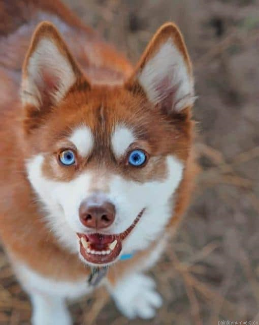 Alaskan Klee Kai Animals Painting By Numbers.png