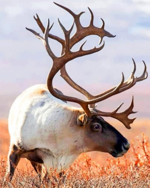 Alaskan Moose In A Field Painting By Numbers.png