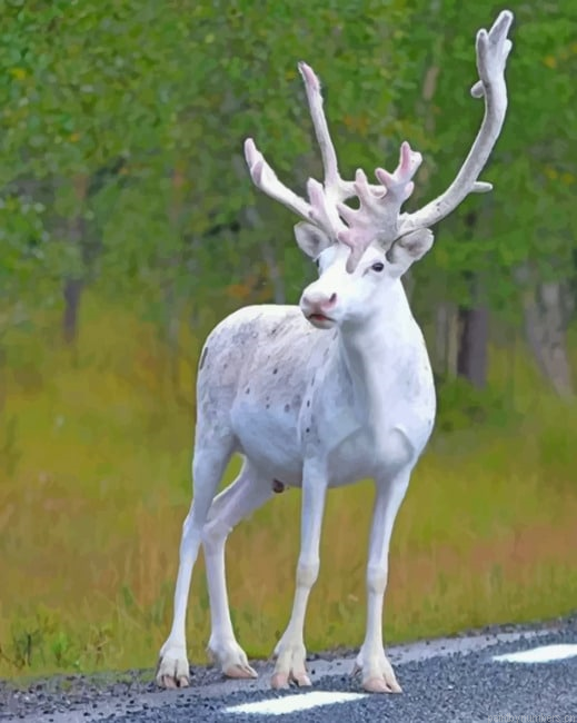All White Reindeer Painting By Numbers.png