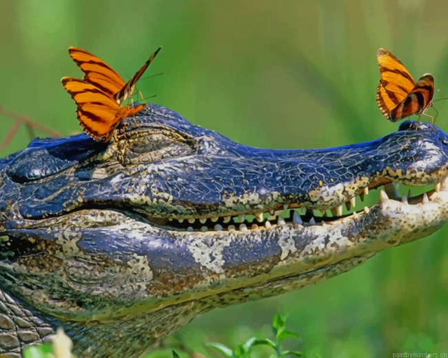 Alligator And Butterflies Animals Painting By Numberss.png