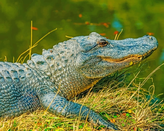 Alligator Animals Painting By Numberss.png