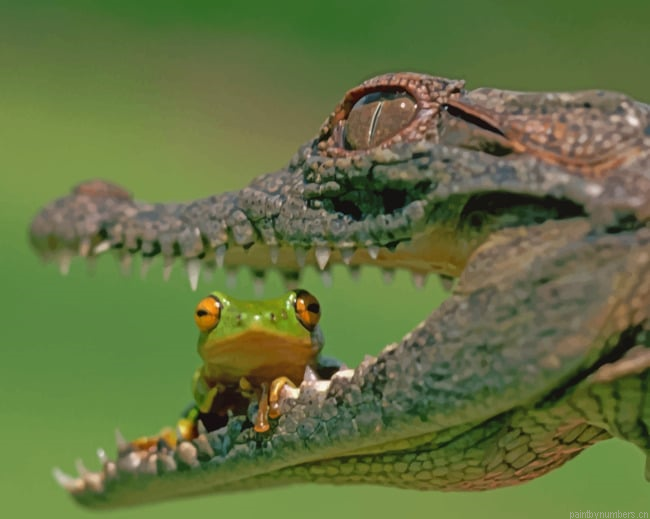 Alligator Eating A Frog Animals Painting By Numberss.png
