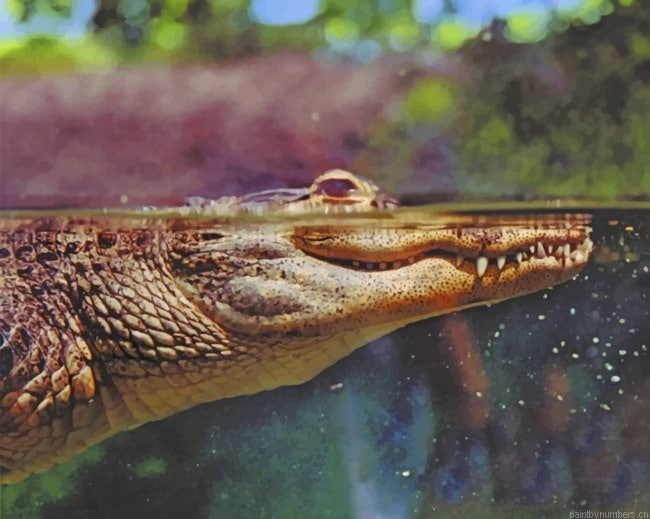 Alligator In The Water Animals Painting By Numberss.png
