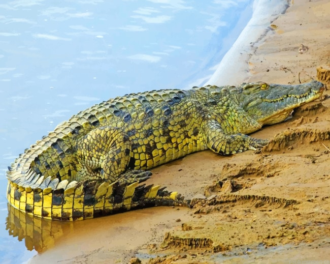 Alligator Reptiles Painting By Numbers.png