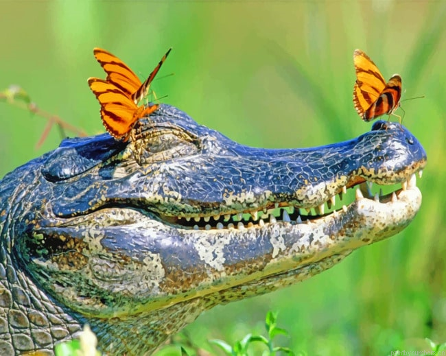 Alligator With Butterflies Reptiles Painting By Numbers.png
