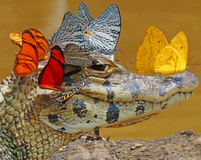 Alligator With Butterfly Animals Painting By Numberss.png