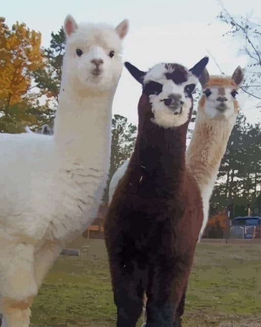 Alpaca And Llama Animals Painting By Numbers.png