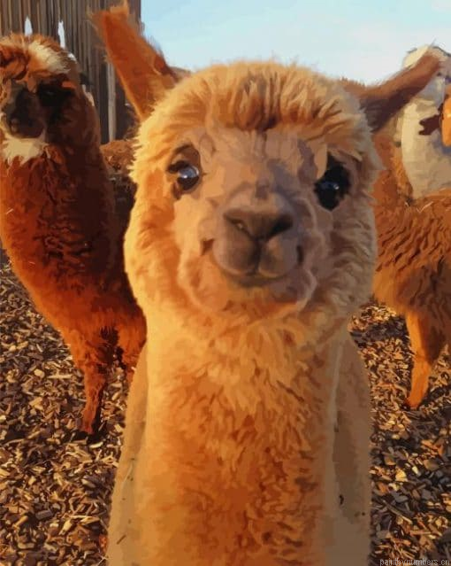 Alpaca Animal Smiling Painting By Numberss.png