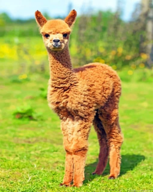Alpaca Baby Painting By Numbers.png