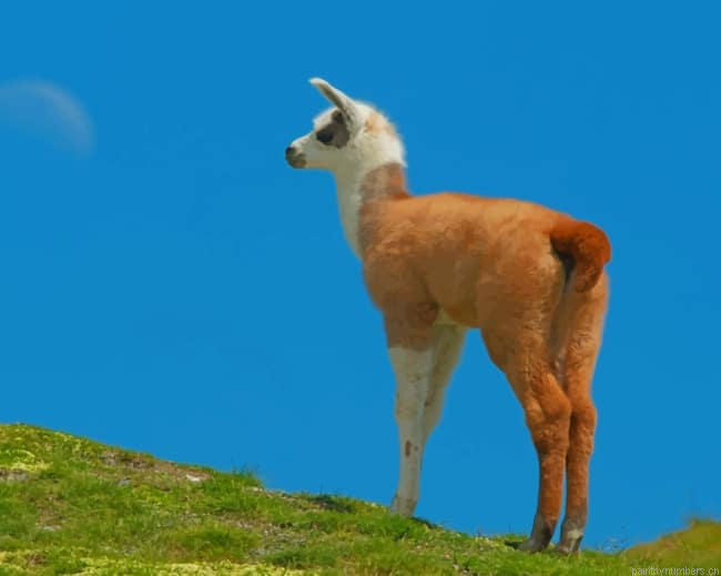 Alpaca Llama In Nature Animals Painting By Numberss.png