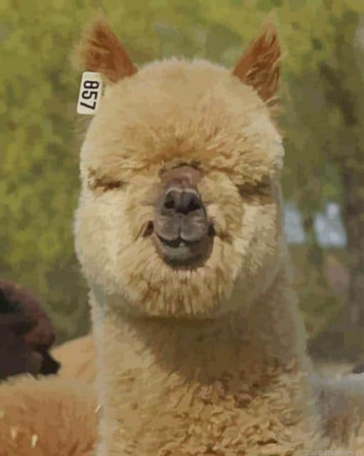 Alpaca Portrait Painting By Numbers.png